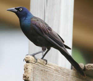 How are Oklahoma educators like the common grackle? Listen to find out!