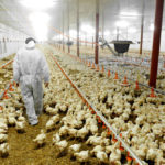 Poultry Farm