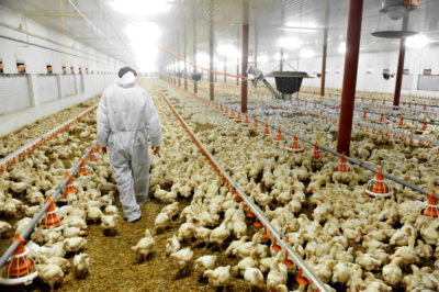 Poultry Farm